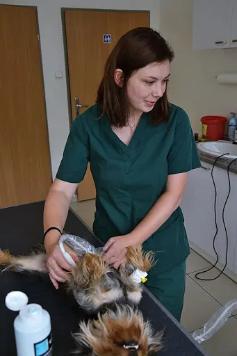 Gabinet Weterynaryjny Lek. Wet. Szymon Miczajka